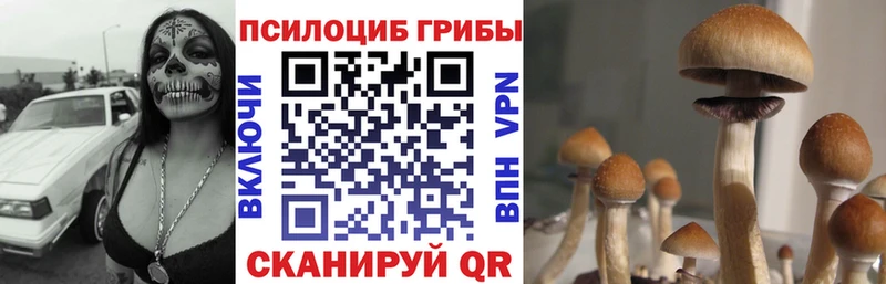 ОМГ ОМГ   цена наркотик  Сенгилей  Псилоцибиновые грибы ЛСД 